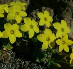 عروس سنگ صخره زی